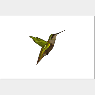 Hummingbird, Hummingbird Posters and Art